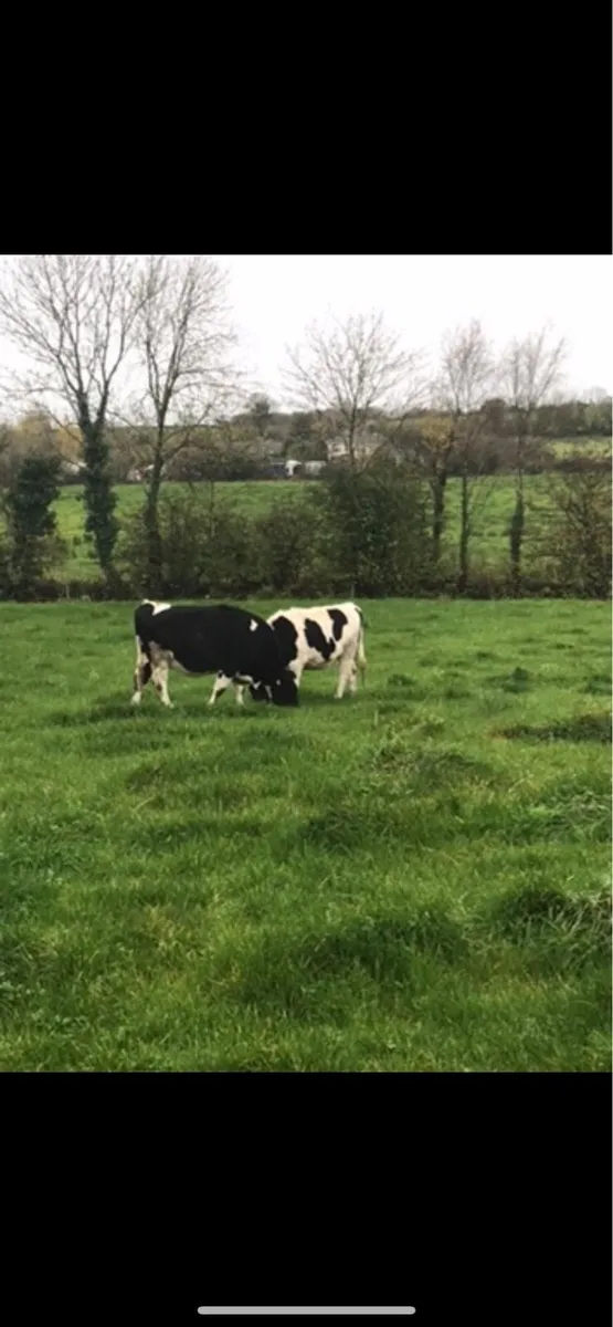 British Friesian heifers - Image 2