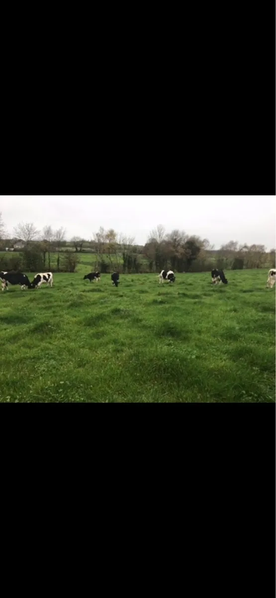 British Friesian heifers - Image 3