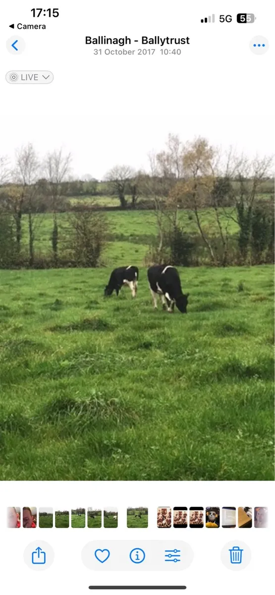 British Friesian heifers - Image 4
