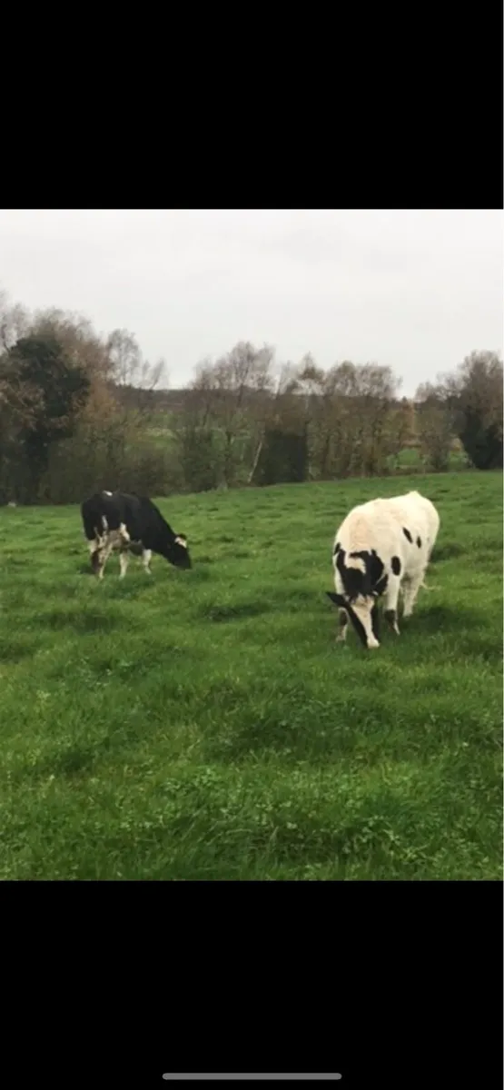 British Friesian heifers - Image 1