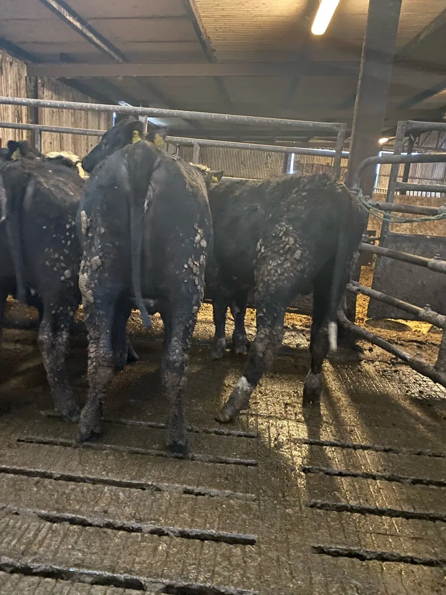 40 Angus and Hereford Heifers - Image 1