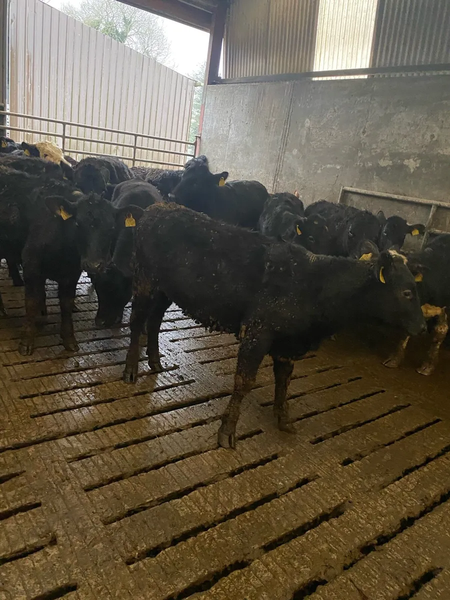 40 Angus and Hereford Heifers - Image 2