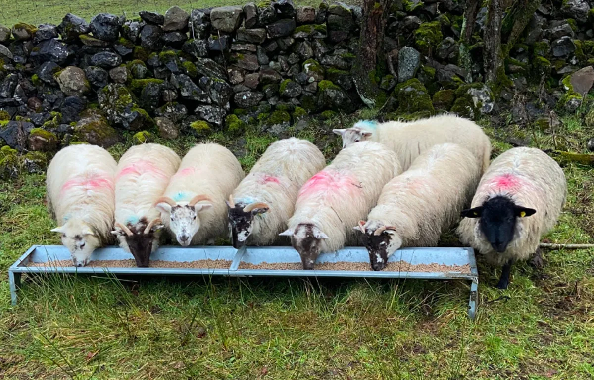 Crossbred ewe lambs - Image 1