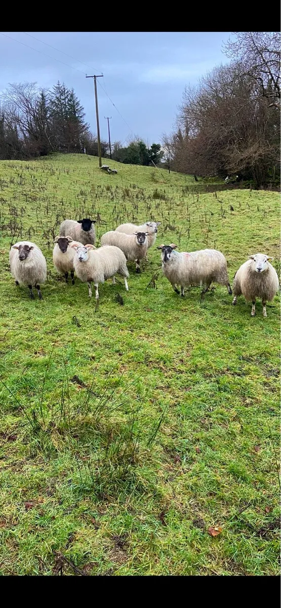 Crossbred ewe lambs - Image 3