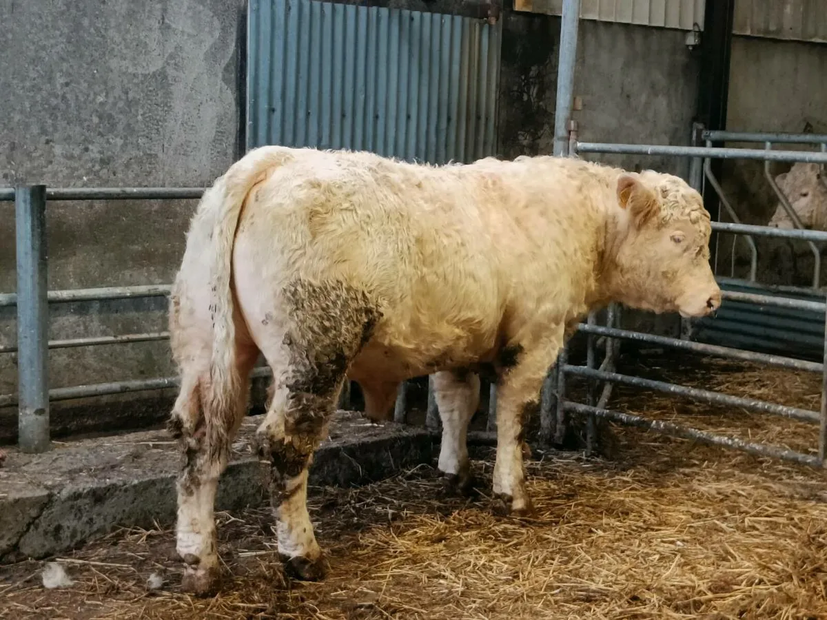 Charolais Bull - Image 1