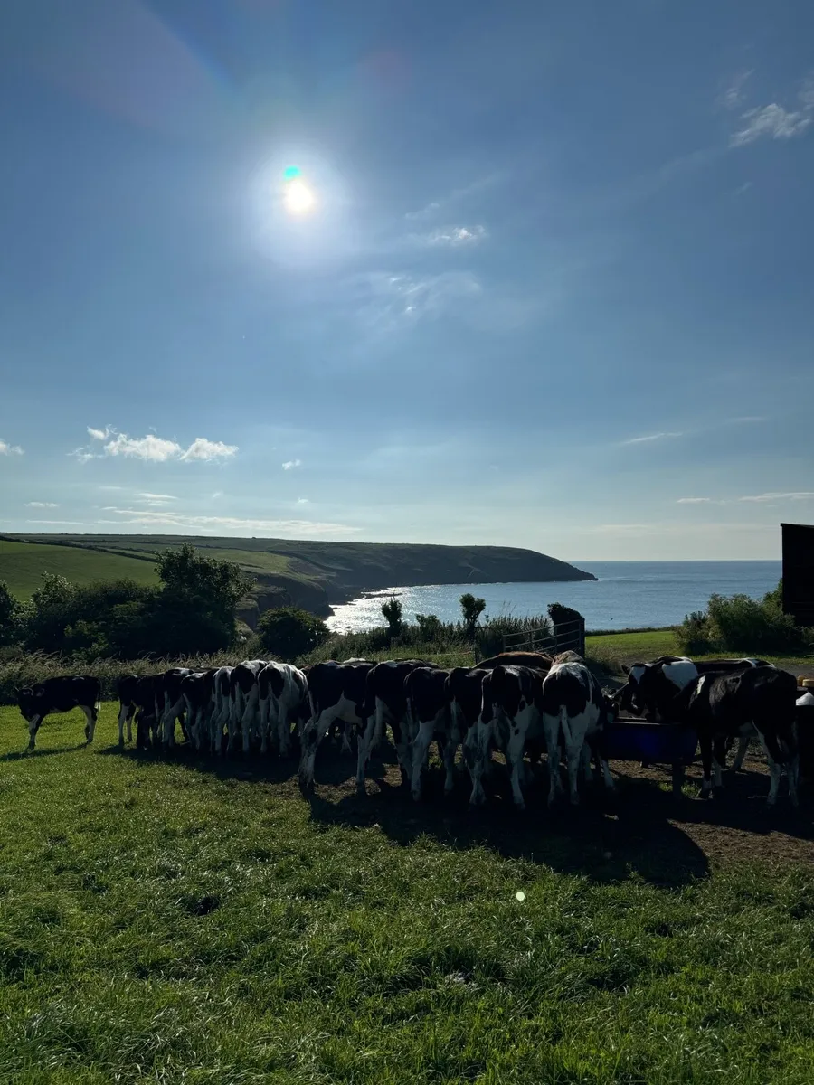 Seeking - dairy heifer calves