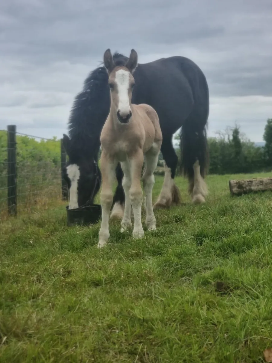 Black Cob Mare - Image 1