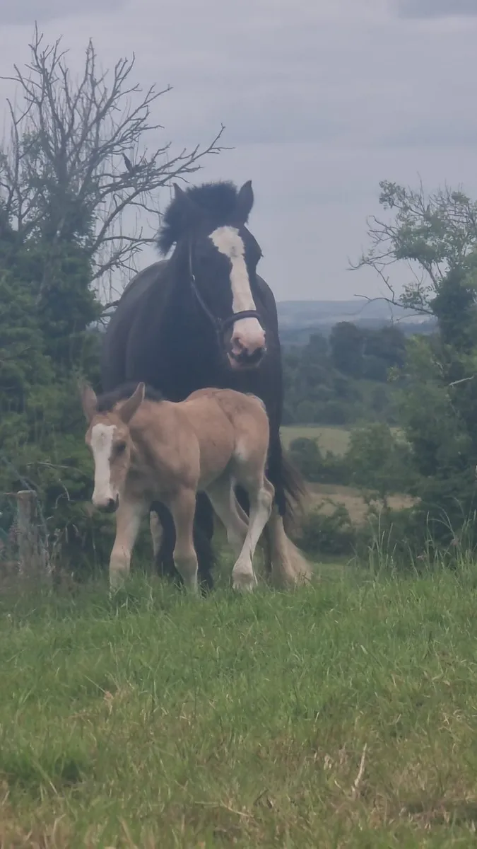 Black Cob Mare - Image 2