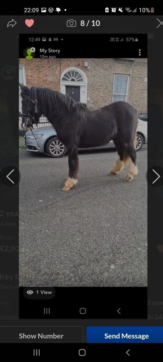 Black Cob Mare - Image 3