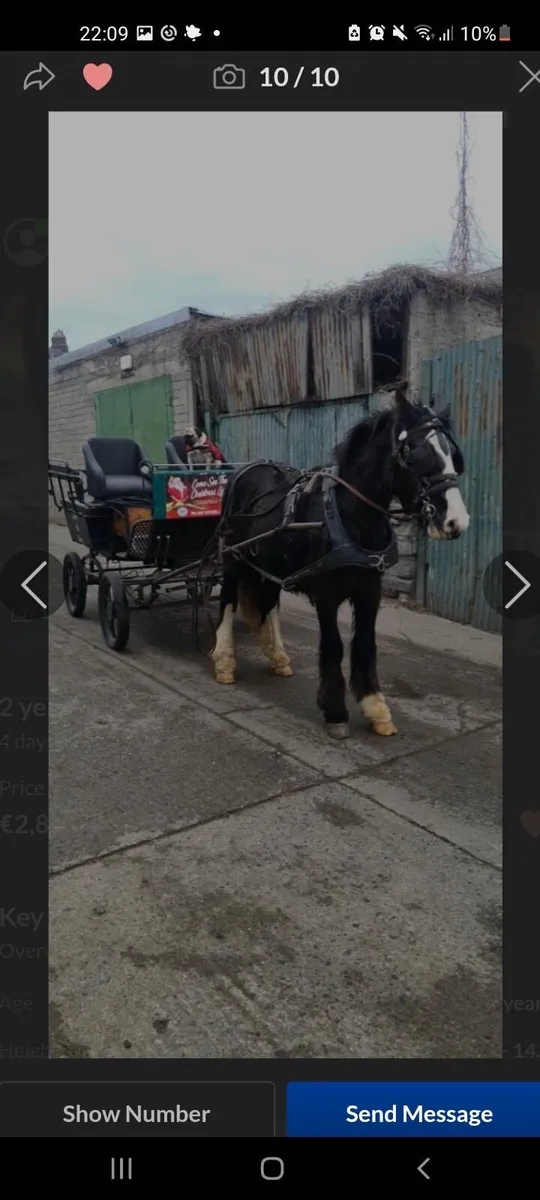 Black Cob Mare - Image 4
