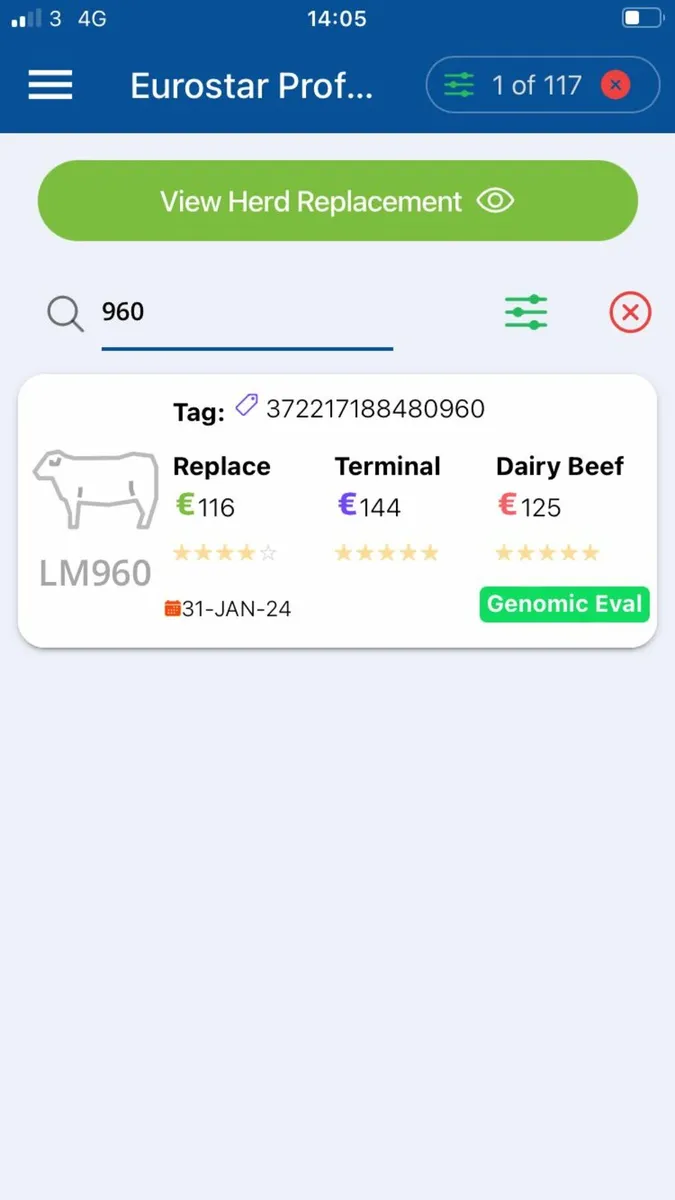 beef cattle - Image 1