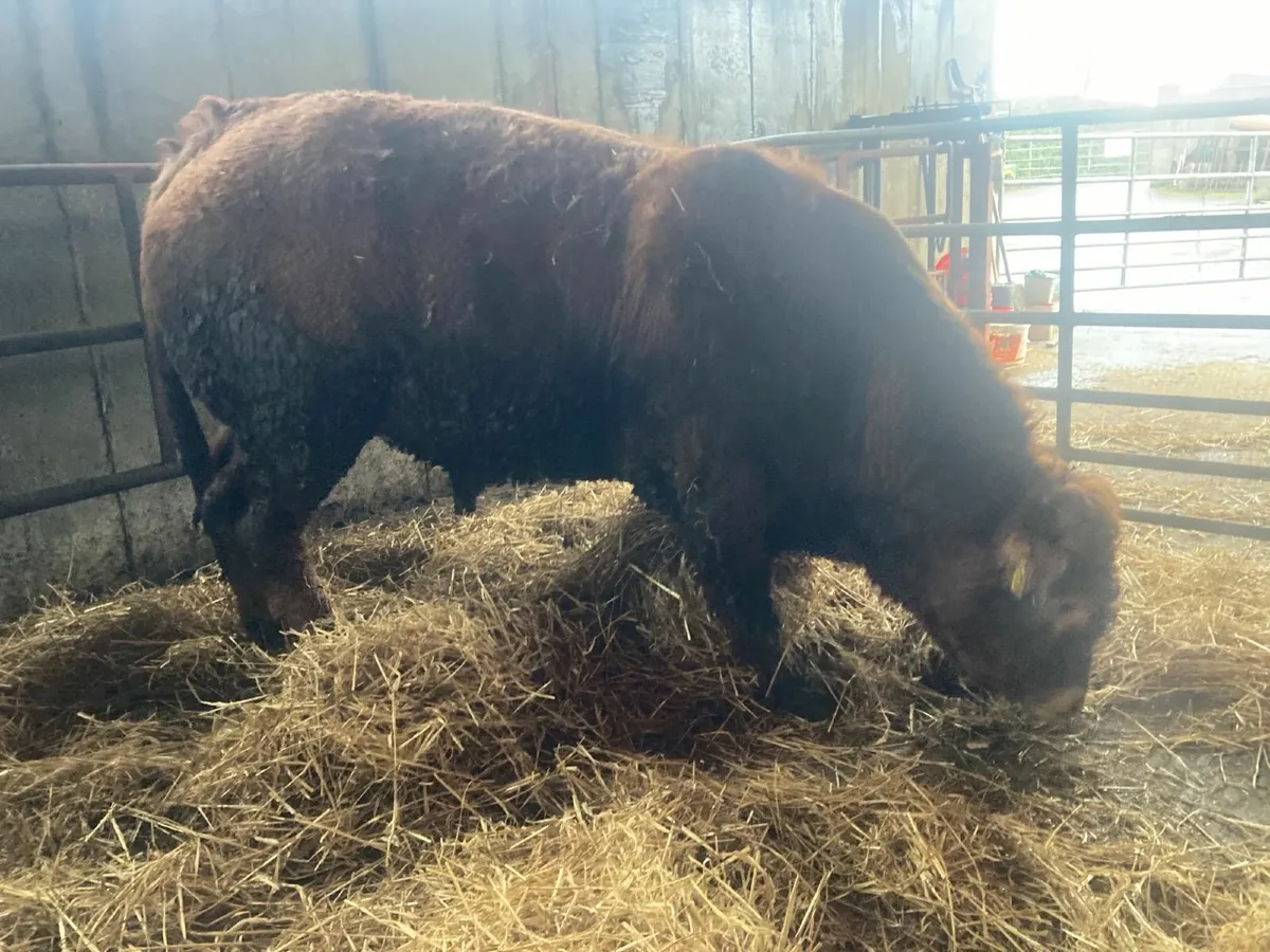 beef cattle - Image 2