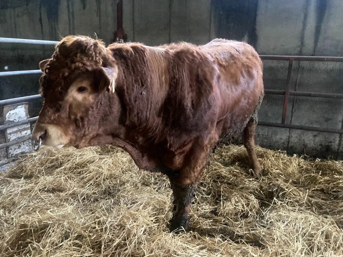 beef cattle - Image 3