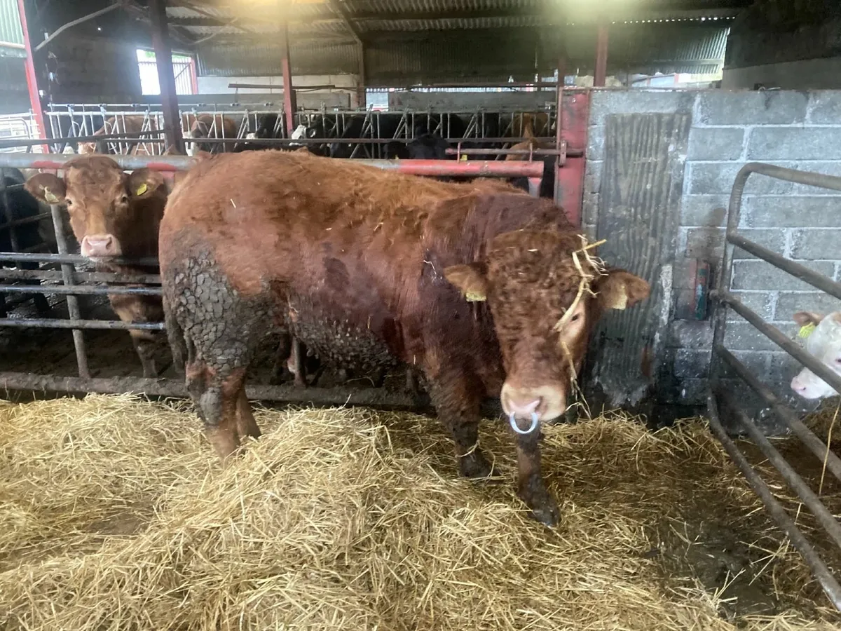 Limousine bull - Image 1