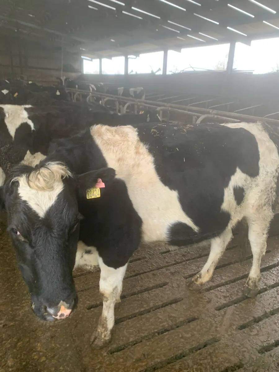 High EBI in calf heifers, ready to calve - Image 1