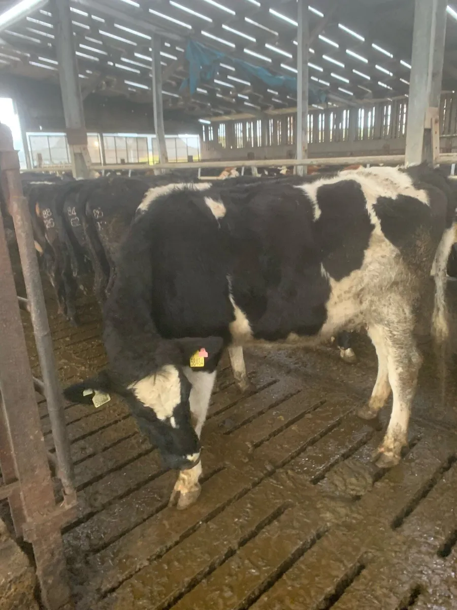 High EBI in calf heifers, ready to calve - Image 3