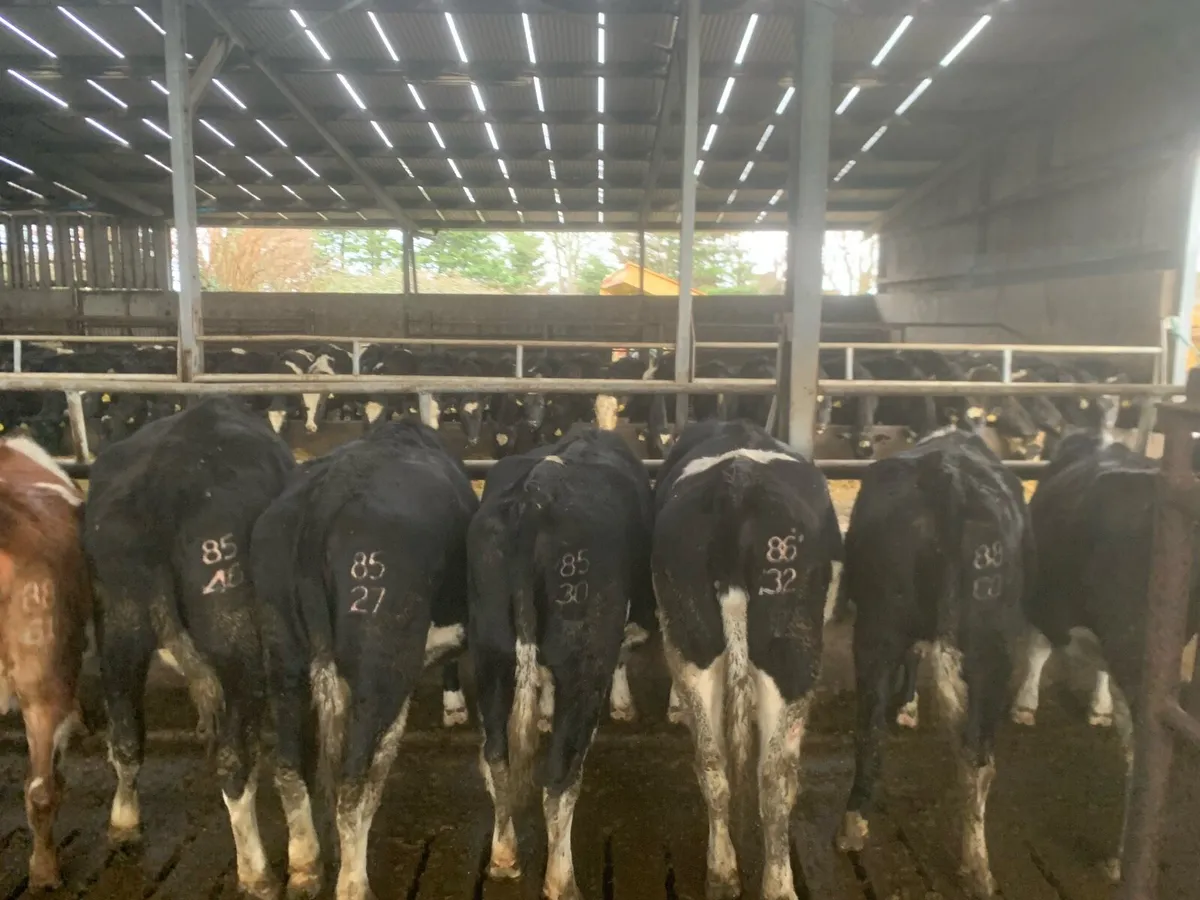 High EBI in calf heifers, ready to calve - Image 4