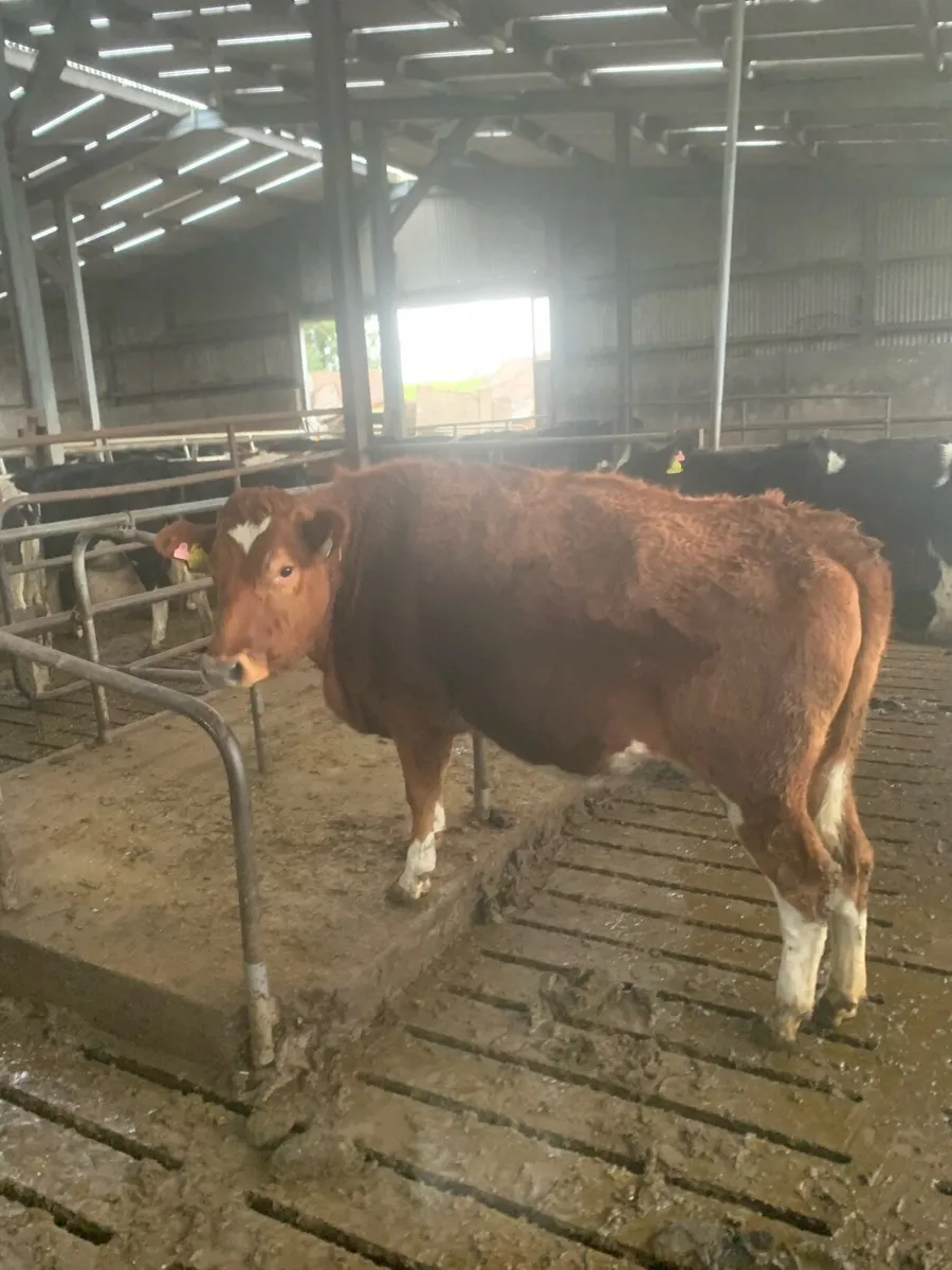 High EBI in calf heifers, ready to calve - Image 2