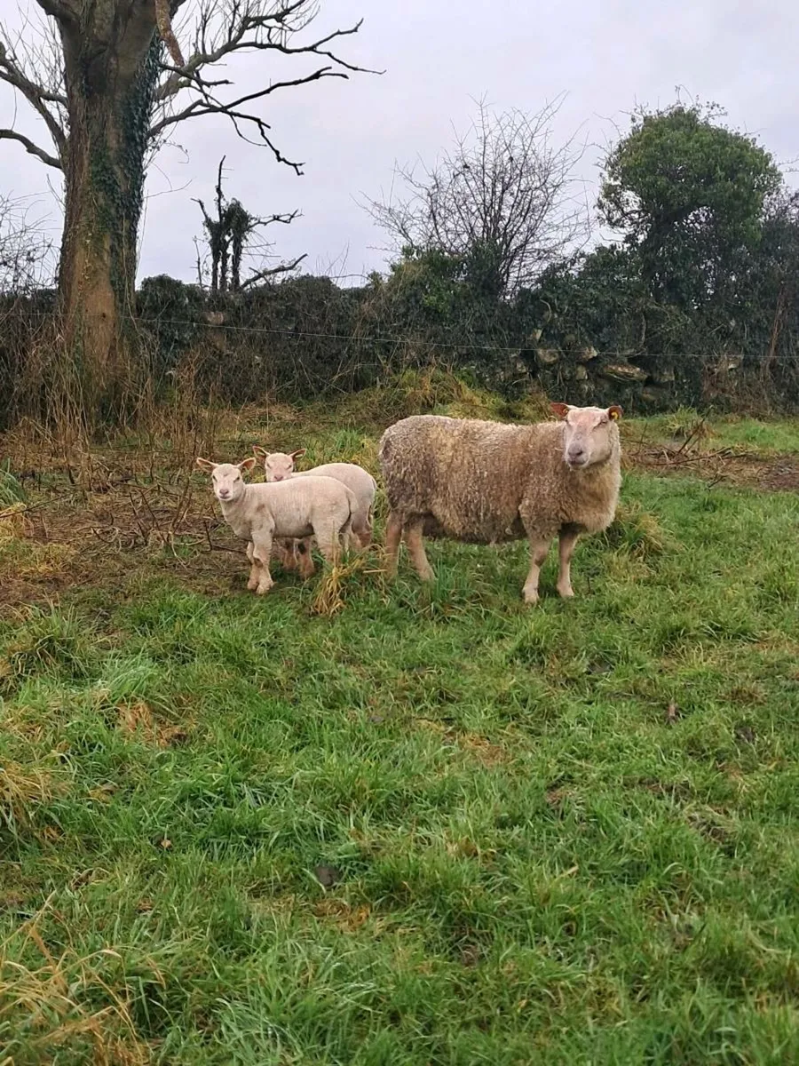 PURE BRED NON REG CHARLOLLAIS - Image 1