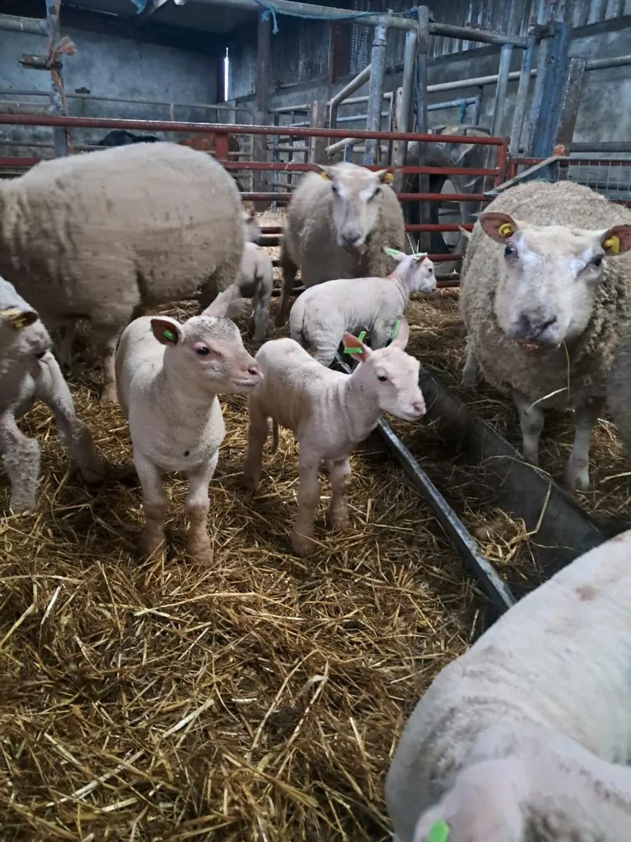 PURE BRED NON REG CHARLOLLAIS - Image 4