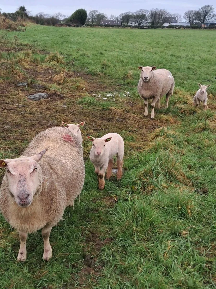 PURE BRED NON REG CHARLOLLAIS - Image 3