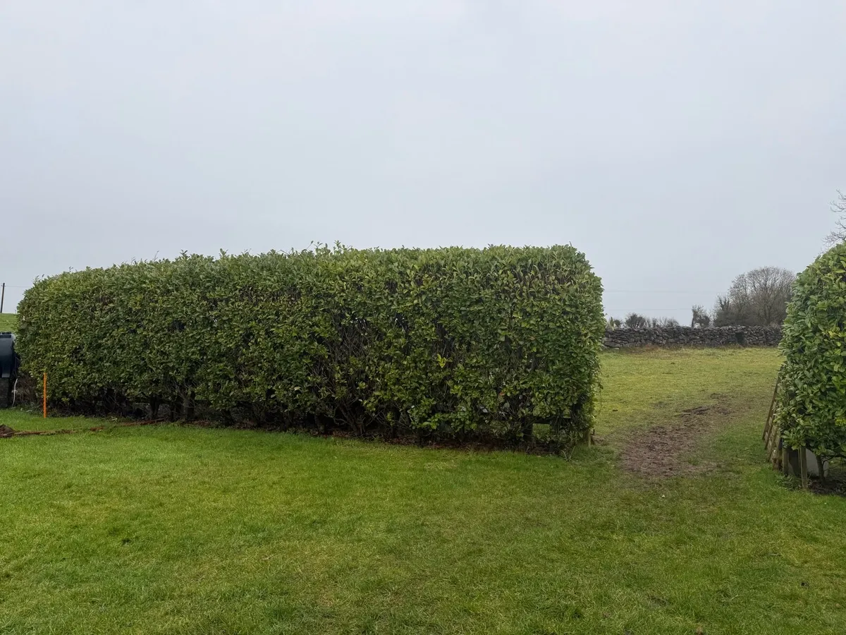 Hedging - Image 2