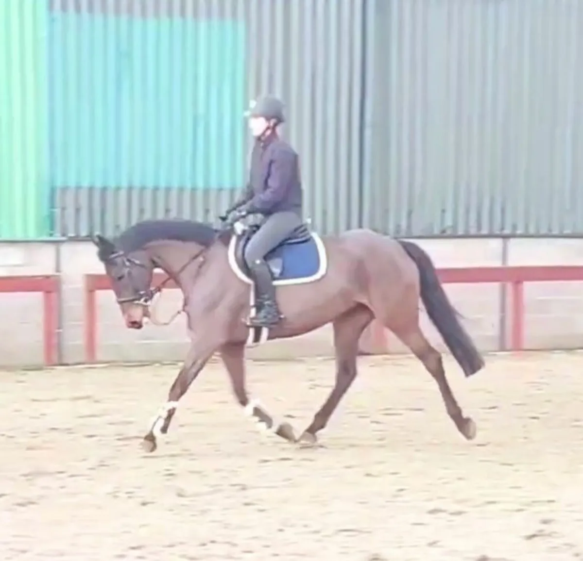 Cheap little Project Mare - Image 1