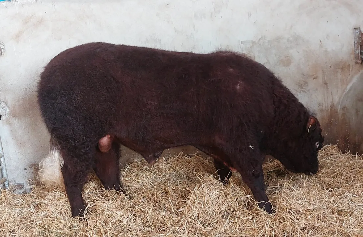 Quality Saler Bull - Image 3