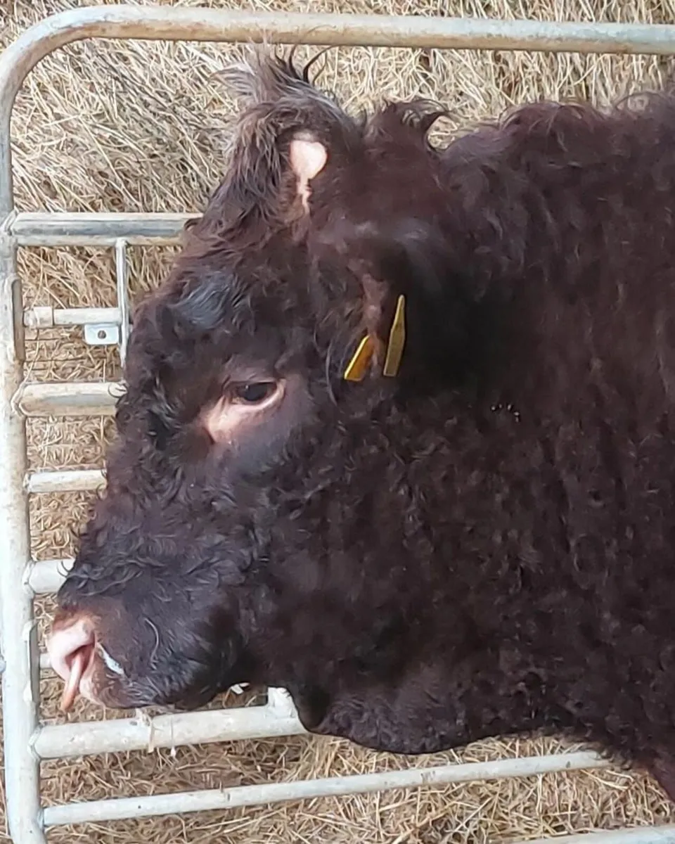 Quality Saler Bull - Image 4