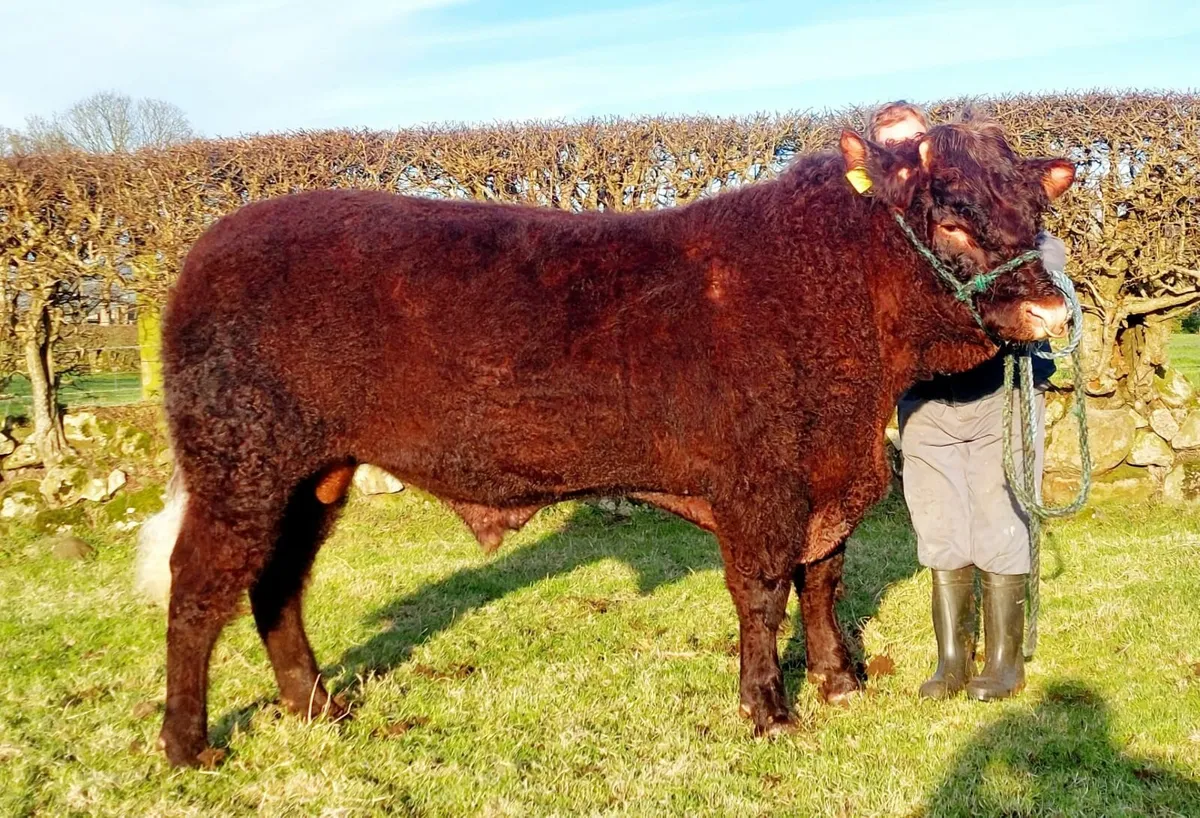 Quality Saler Bull - Image 1