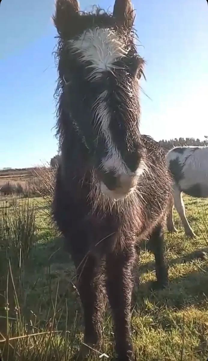 5 horses for sale - Image 3