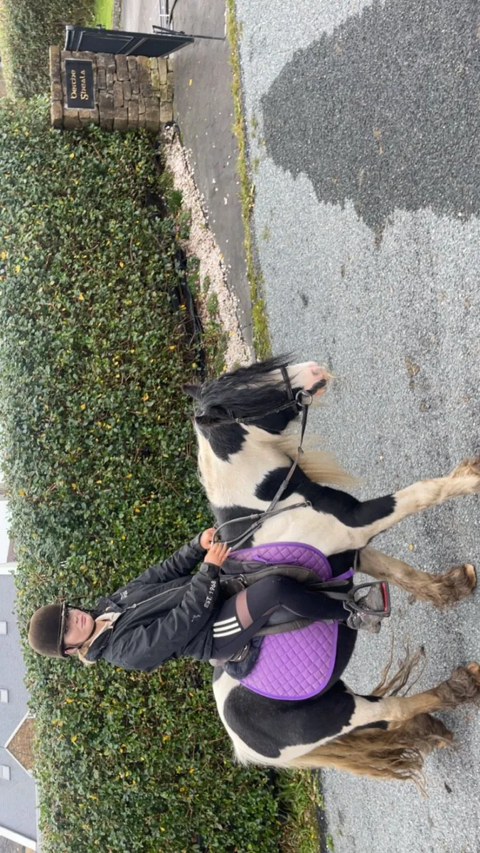 5 horses for sale - Image 2