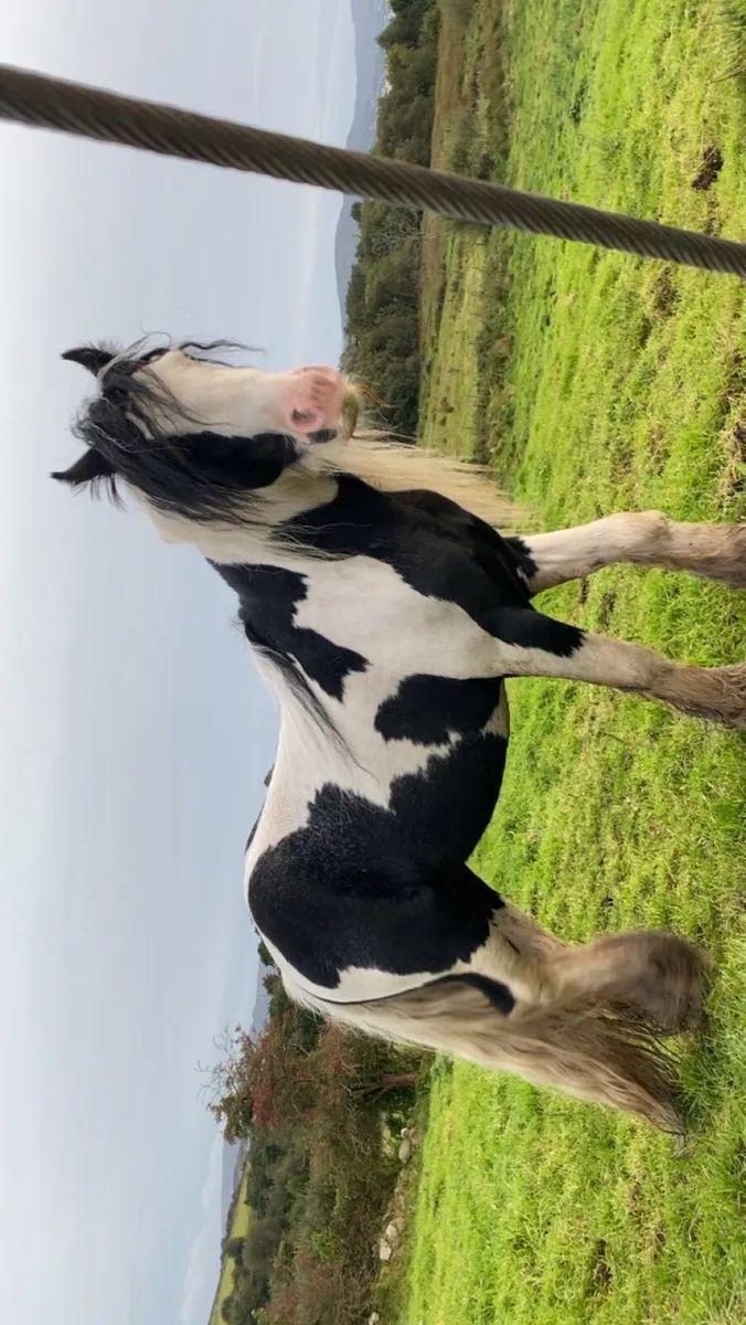 5 horses for sale - Image 1