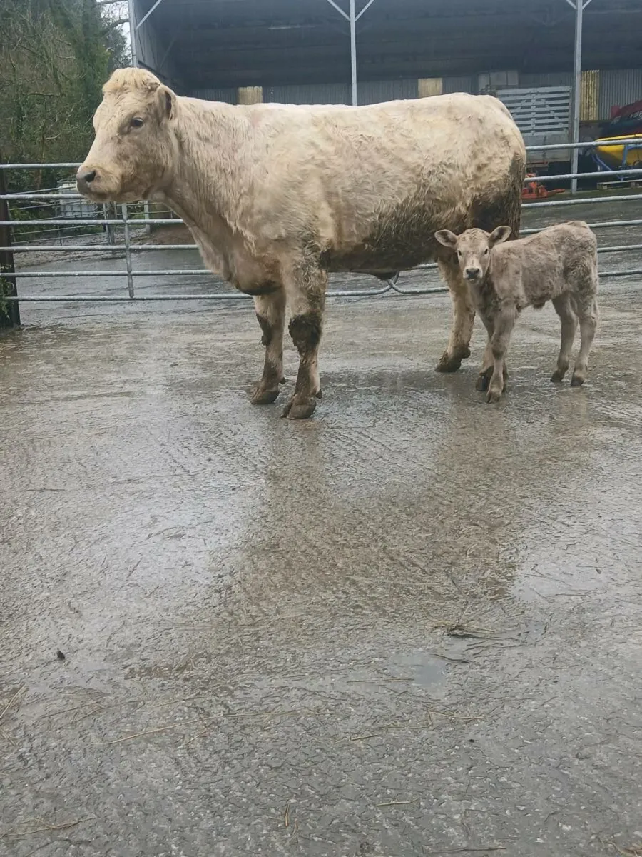 Charlaois heifer - Image 1