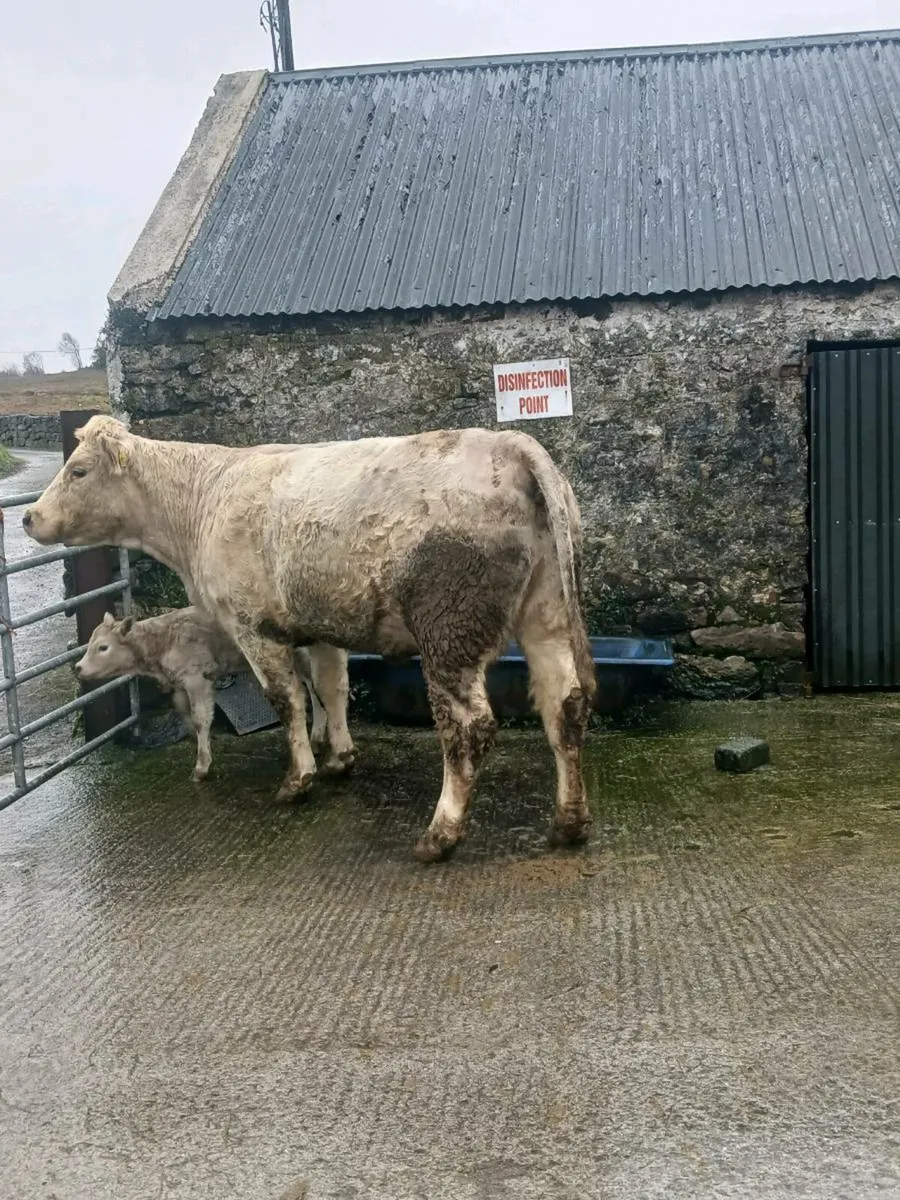 Charlaois heifer - Image 2