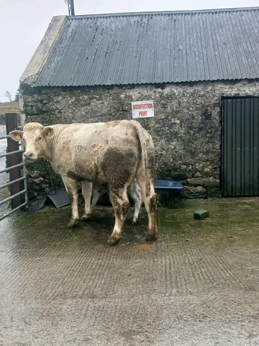 Charlaois heifer - Image 3