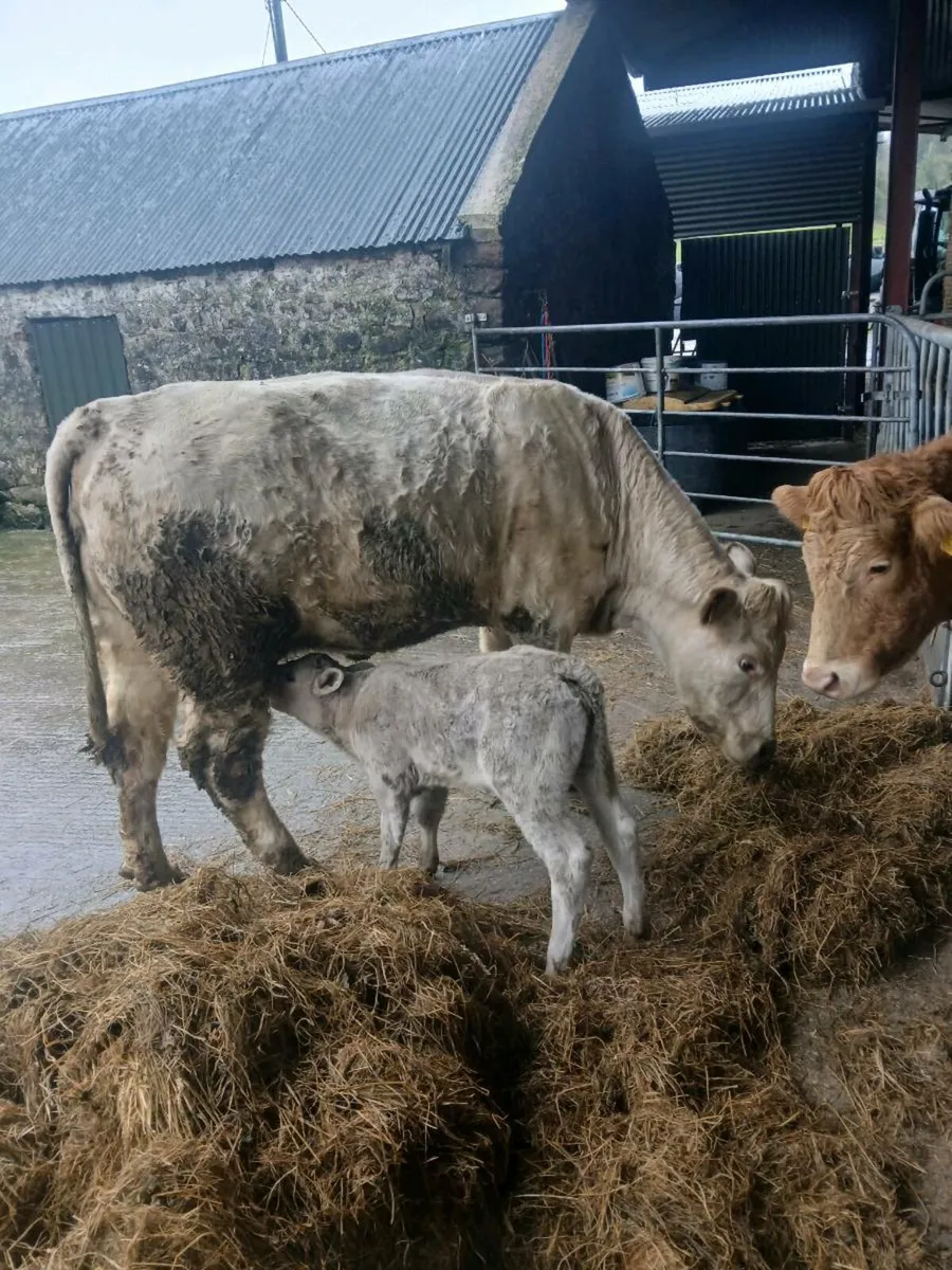 Charlaois heifer - Image 4