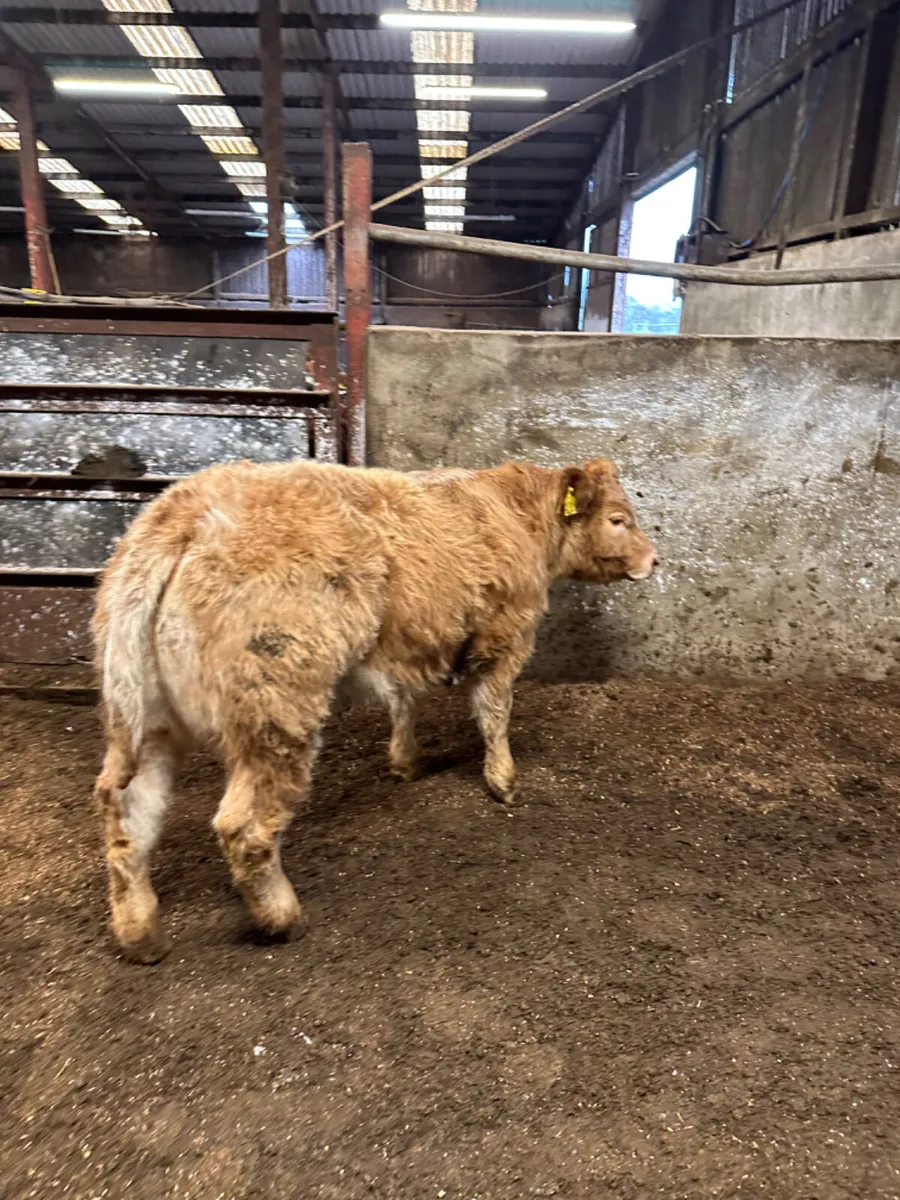 Roaned Charolais show heifer - Image 3
