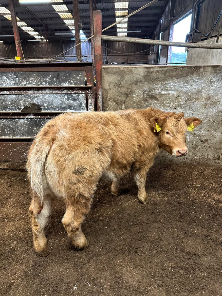 Roaned Charolais show heifer - Image 1