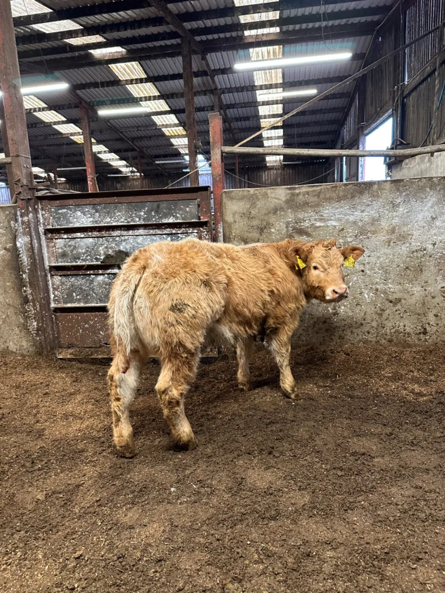 Roaned Charolais show heifer - Image 4