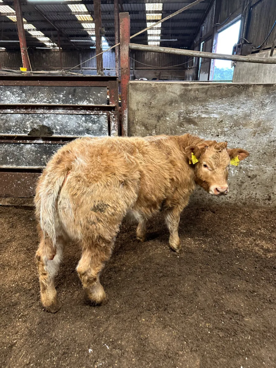 Roaned Charolais show heifer - Image 2
