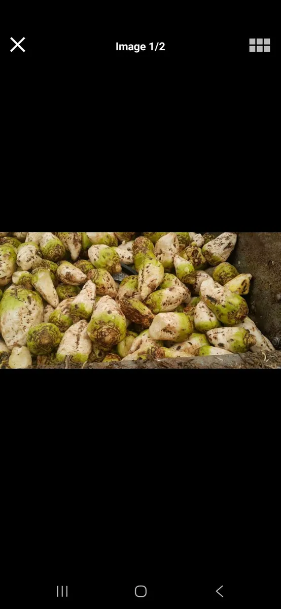 Fodder Beet (Armour Pulled) - Image 1
