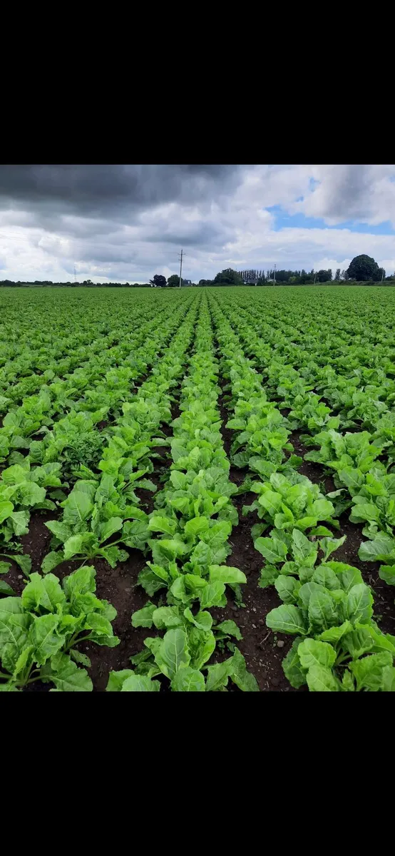 Fodder Beet (Armour Pulled) - Image 2