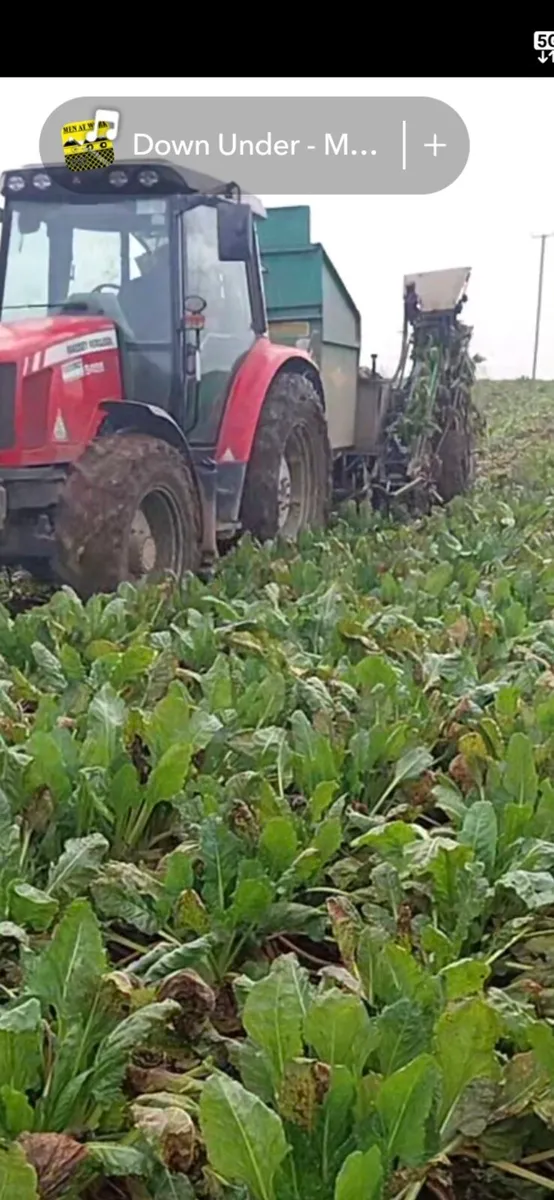 Fodder Beet (Armour Pulled) - Image 3