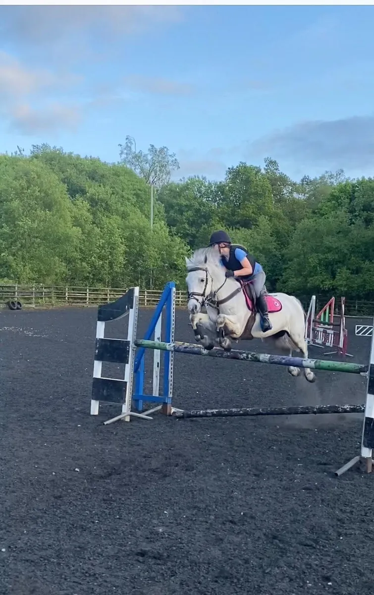Jumping pony 14.2hh - Image 4