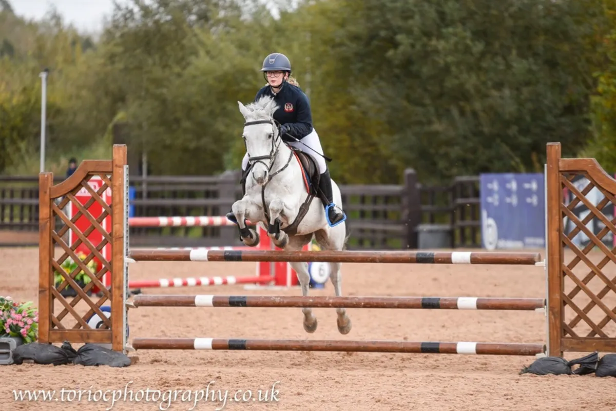 Jumping pony 14.2hh - Image 3