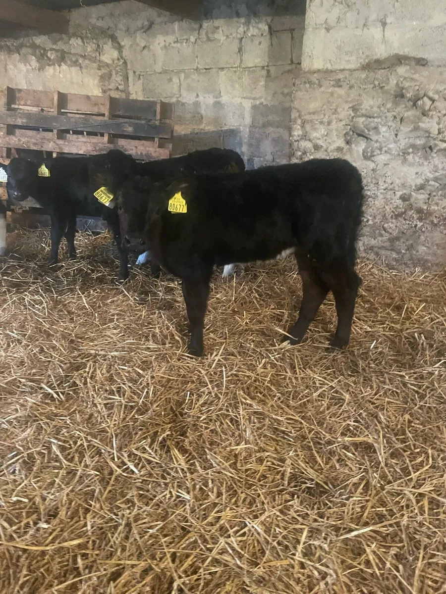 4 Angus Heifers