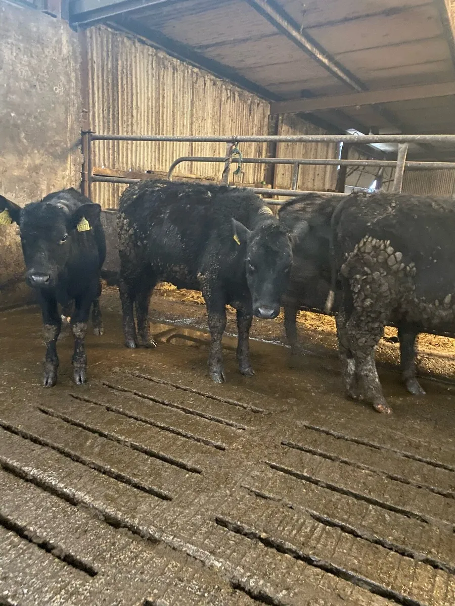 40 Angus and Hereford Heifers - Image 4