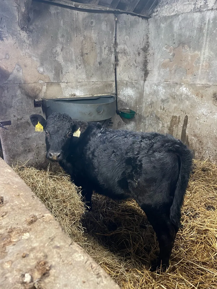 Limousin Heifer - Image 2