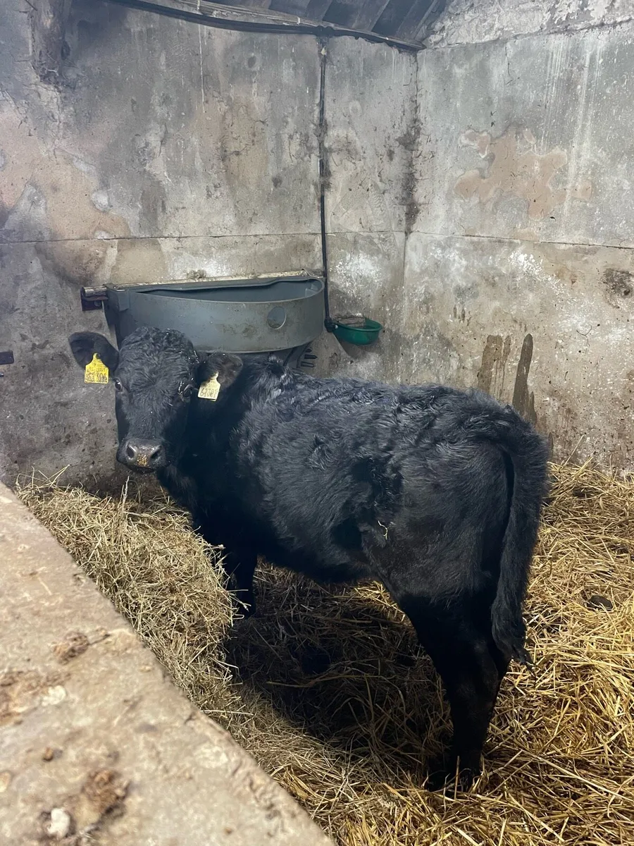 Limousin Heifer - Image 1